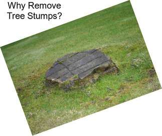Why Remove Tree Stumps?