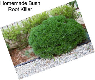 Homemade Bush Root Killer