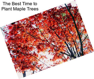 The Best Time to Plant Maple Trees