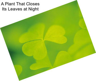 A Plant That Closes Its Leaves at Night