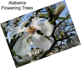 Alabama Flowering Trees