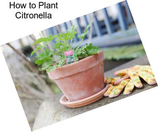 How to Plant Citronella