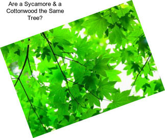 Are a Sycamore & a Cottonwood the Same Tree?
