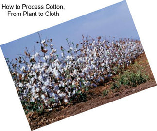 How to Process Cotton, From Plant to Cloth
