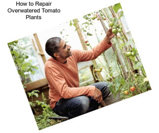 How to Repair Overwatered Tomato Plants