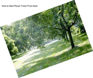 How to Start Pecan Trees From Nuts