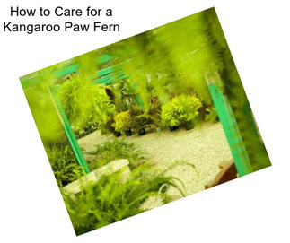 How to Care for a Kangaroo Paw Fern