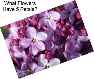 What Flowers Have 5 Petals?