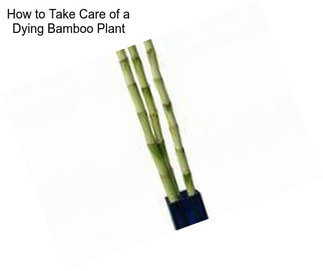 How to Take Care of a Dying Bamboo Plant