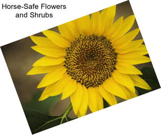 Horse-Safe Flowers and Shrubs