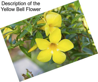 Description of the Yellow Bell Flower