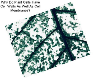 Why Do Plant Cells Have Cell Walls As Well As Cell Membranes?