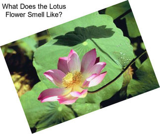 What Does the Lotus Flower Smell Like?