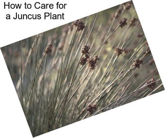 How to Care for a Juncus Plant