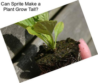 Can Sprite Make a Plant Grow Tall?
