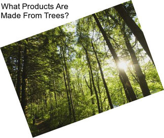 What Products Are Made From Trees?