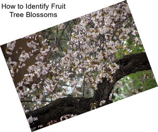 How to Identify Fruit Tree Blossoms