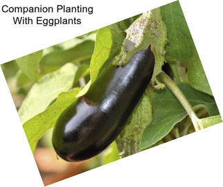 Companion Planting With Eggplants