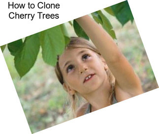 How to Clone Cherry Trees