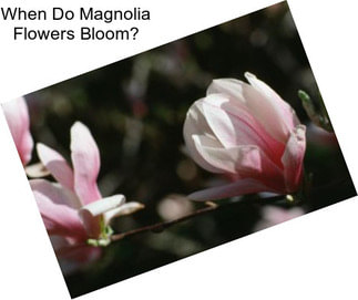 When Do Magnolia Flowers Bloom?