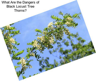 What Are the Dangers of Black Locust Tree Thorns?