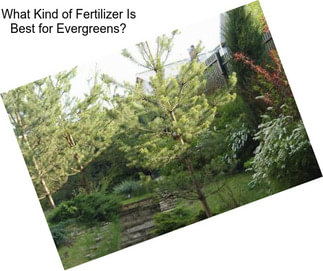 What Kind of Fertilizer Is Best for Evergreens?