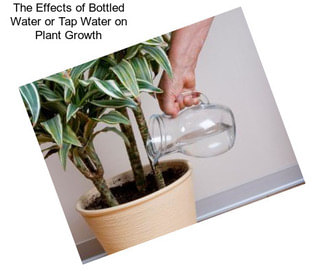 The Effects of Bottled Water or Tap Water on Plant Growth