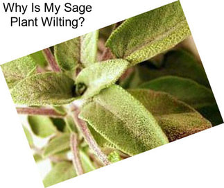 Why Is My Sage Plant Wilting?