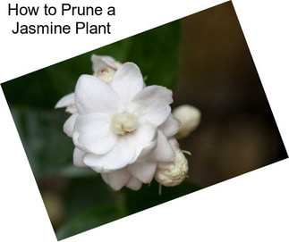 How to Prune a Jasmine Plant