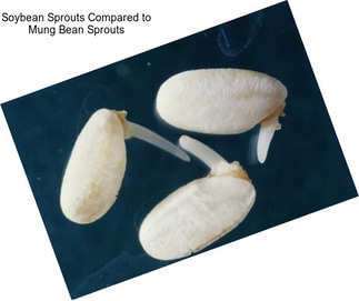 Soybean Sprouts Compared to Mung Bean Sprouts