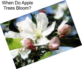 When Do Apple Trees Bloom?