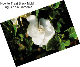 How to Treat Black Mold Fungus on a Gardenia