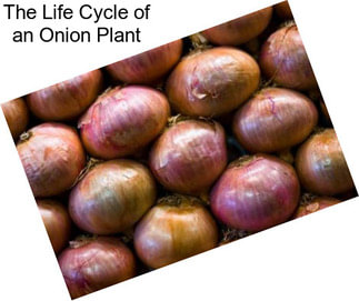 The Life Cycle of an Onion Plant