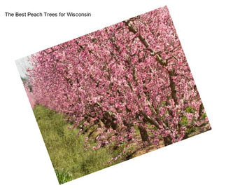 The Best Peach Trees for Wisconsin