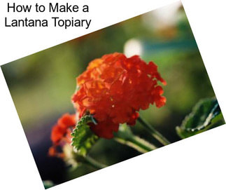 How to Make a Lantana Topiary