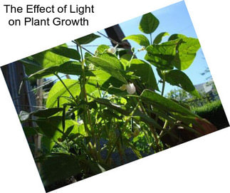 The Effect of Light on Plant Growth