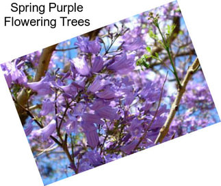 Spring Purple Flowering Trees