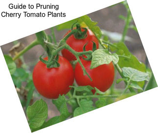 Guide to Pruning Cherry Tomato Plants