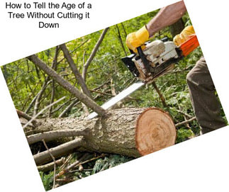 How to Tell the Age of a Tree Without Cutting it Down