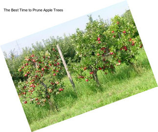 The Best Time to Prune Apple Trees