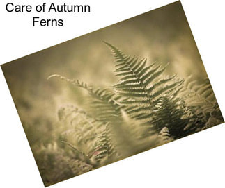 Care of Autumn Ferns