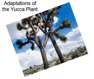 Adaptations of the Yucca Plant