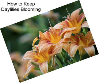 How to Keep Daylilies Blooming