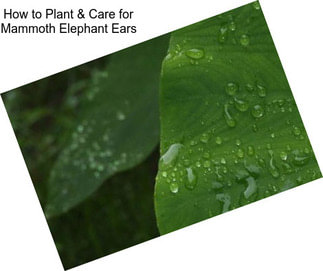 How to Plant & Care for Mammoth Elephant Ears