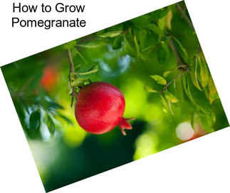 How to Grow Pomegranate