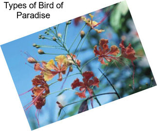 Types of Bird of Paradise