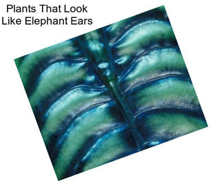 Plants That Look Like Elephant Ears
