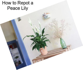 How to Repot a Peace Lily