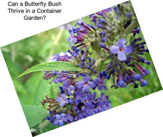 Can a Butterfly Bush Thrive in a Container Garden?