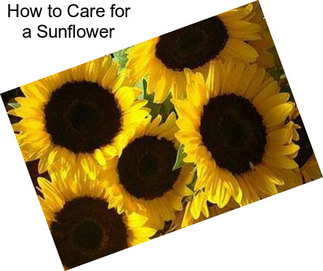 How to Care for a Sunflower